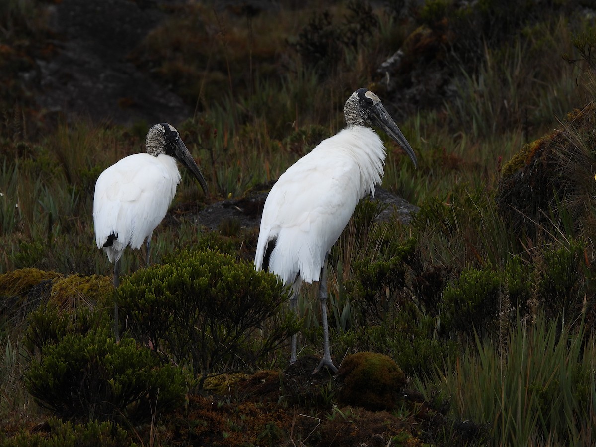 Wood Stork - ML636818469