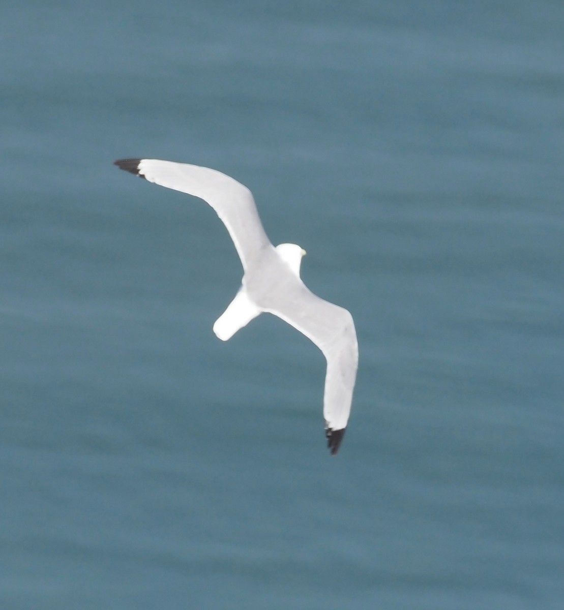 Black-legged Kittiwake - ML636818471