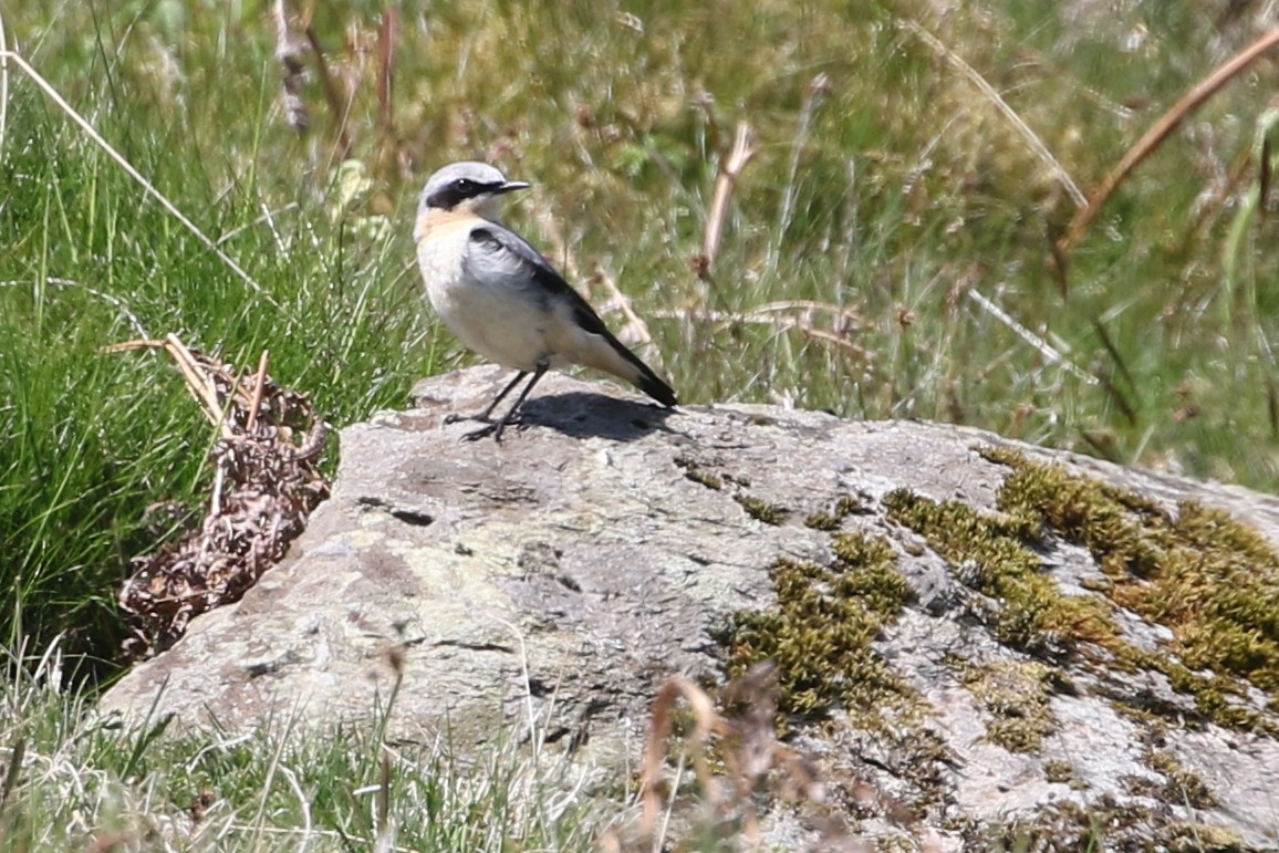 Northern Wheatear (Eurasian) - ML636818492