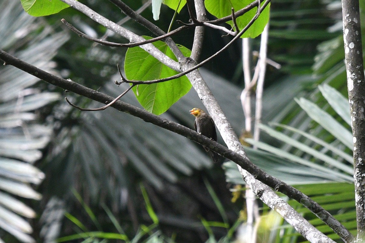Yellow-rumped Honeyguide - ML636818509