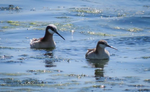 Wilson's Phalarope - ML63681851