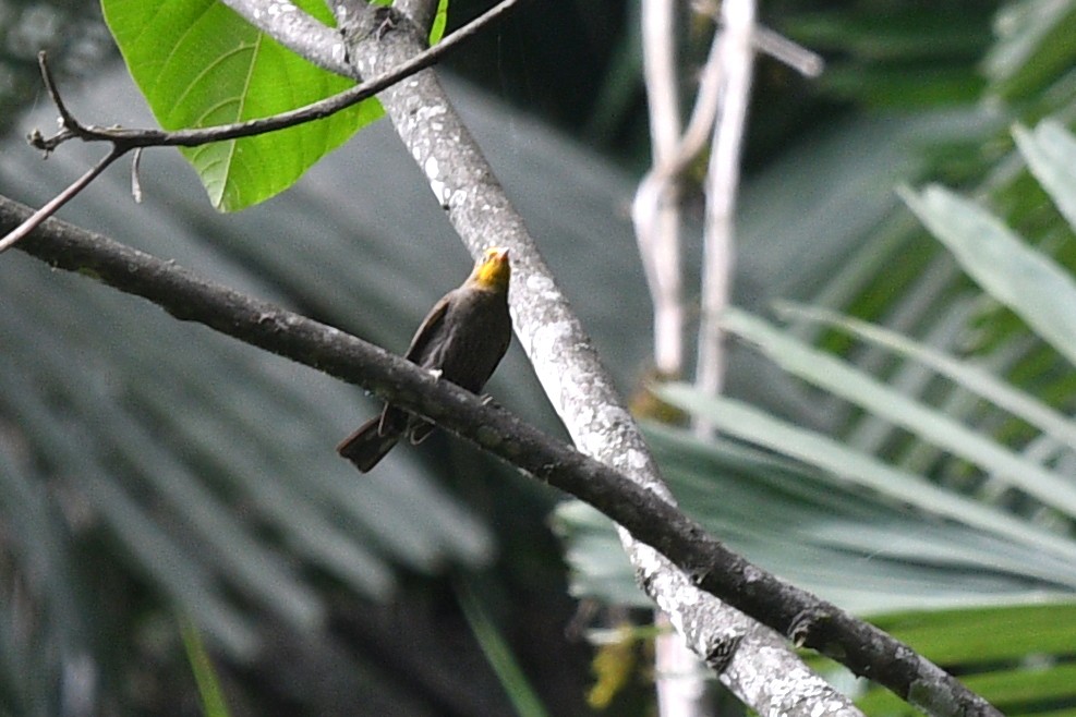 Yellow-rumped Honeyguide - ML636818510