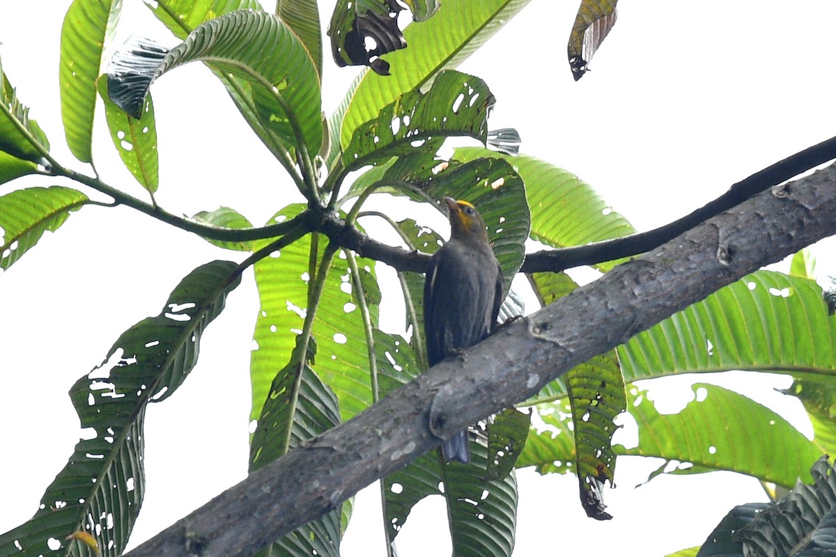 Yellow-rumped Honeyguide - ML636818511