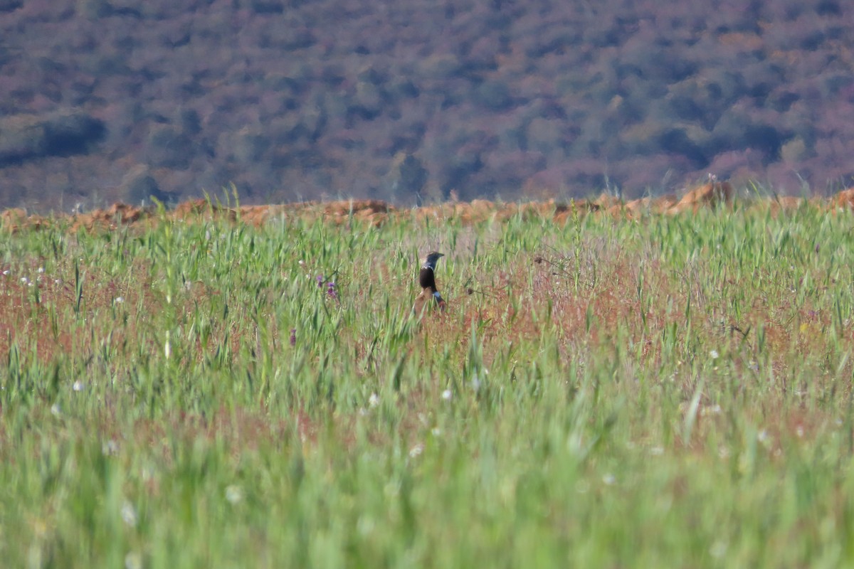 Little Bustard - ML636818517