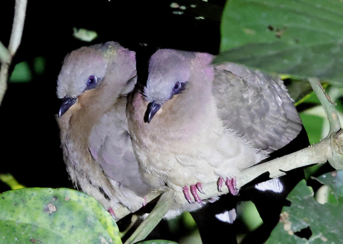 Amethyst Brown-Dove - ML636818550