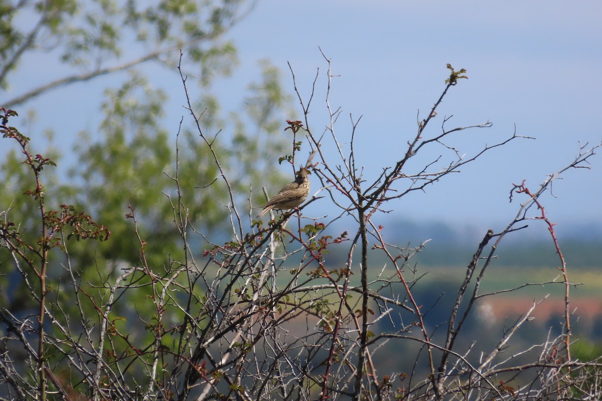 Thekla's Lark - ML636818579
