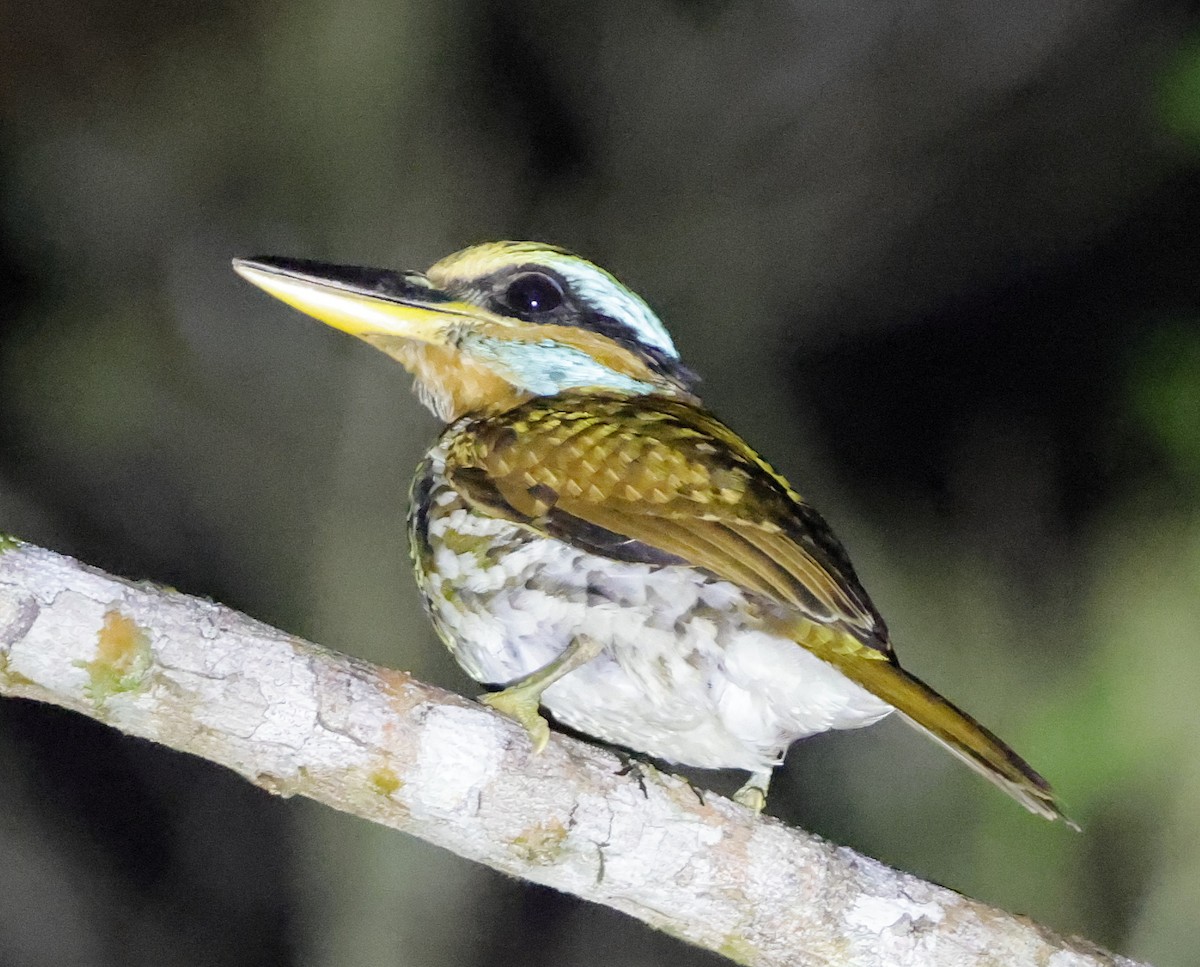 Spotted Kingfisher - ML636818585
