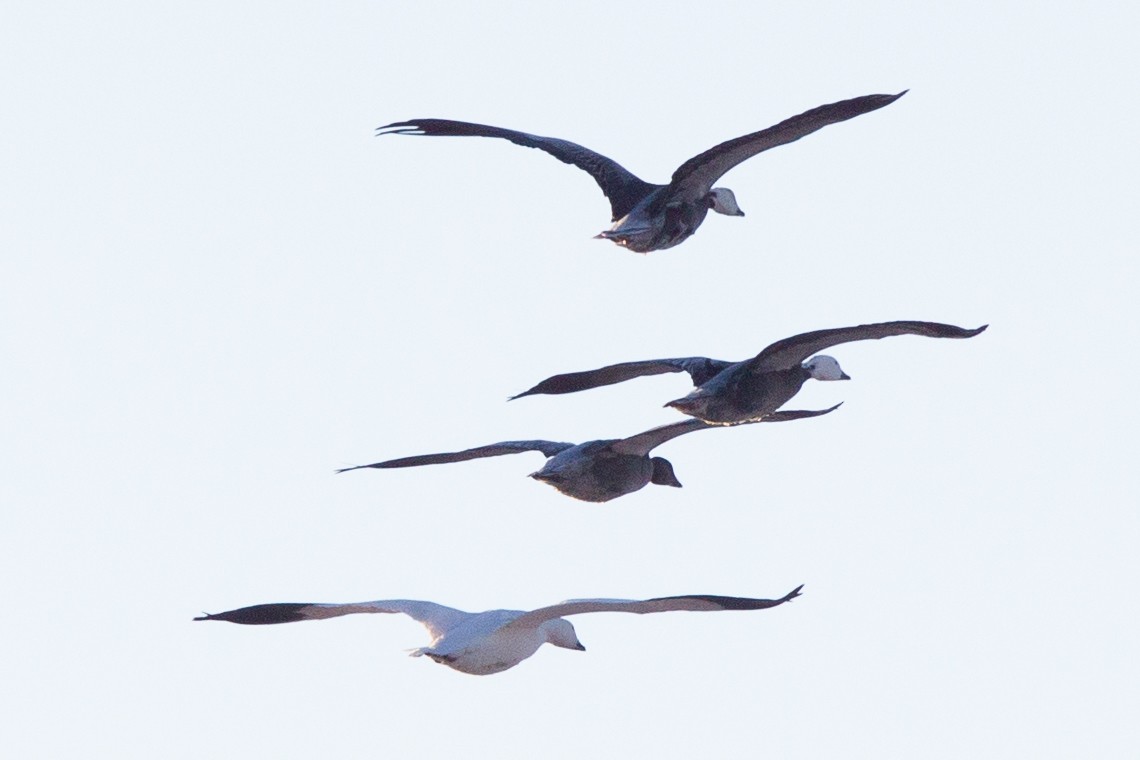 Snow Goose - ML636818586