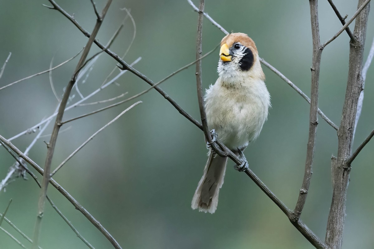 Spot-breasted Parrotbill - ML636818647