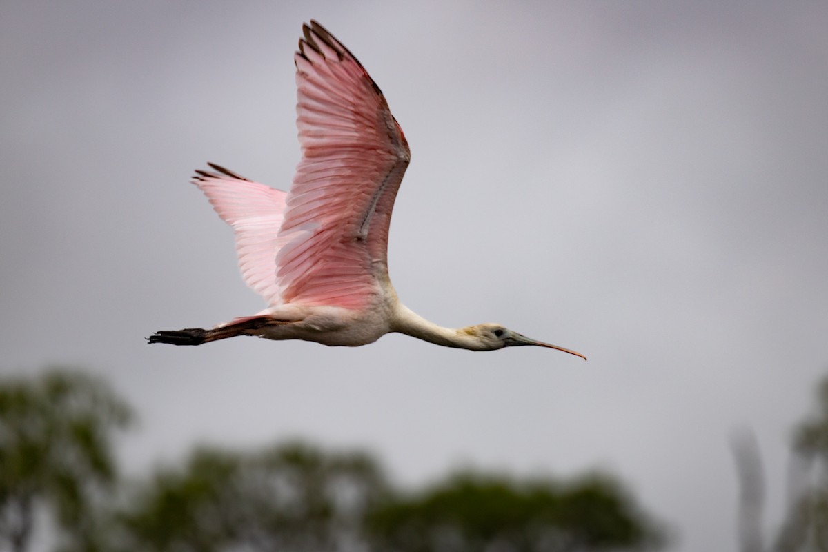 Mokozabal arrosa - ML636818658