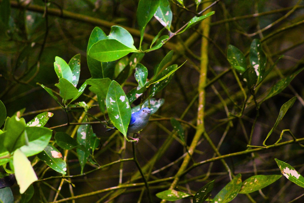 Bicolored Conebill - ML636818663