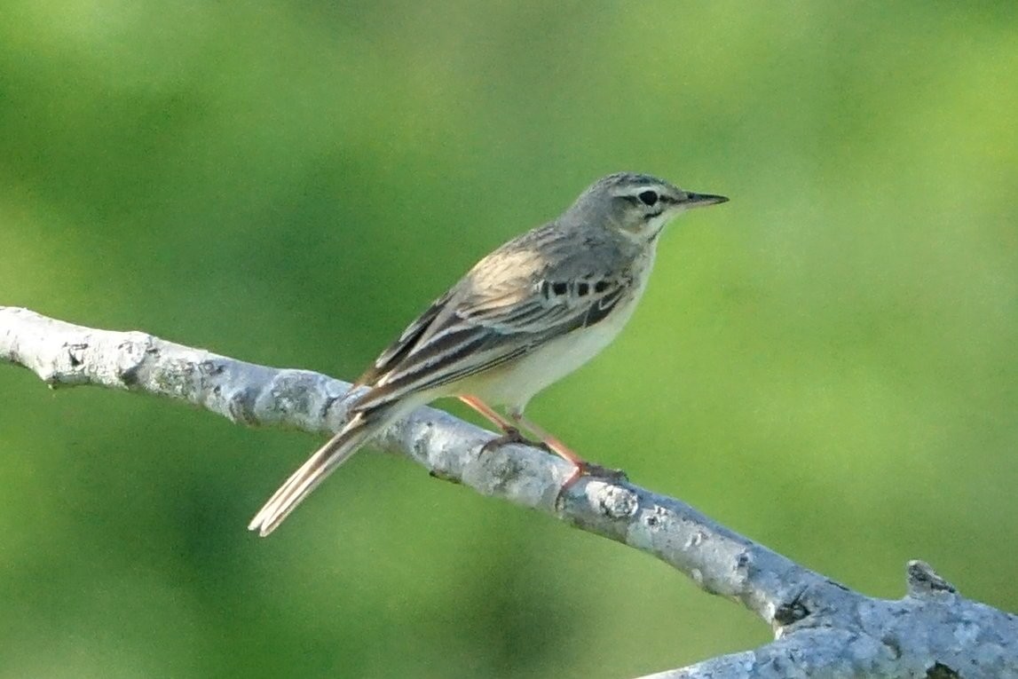 Tawny Pipit - ML636818678