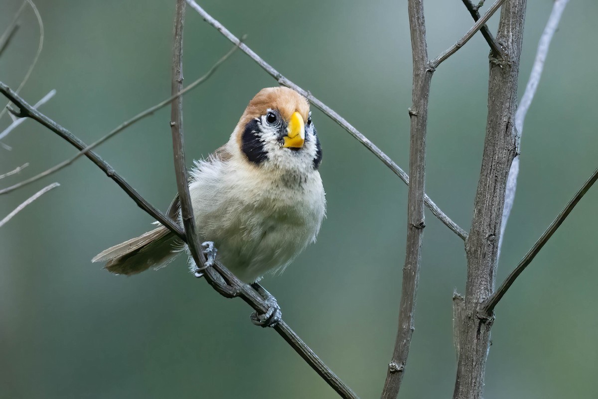 Spot-breasted Parrotbill - ML636818698