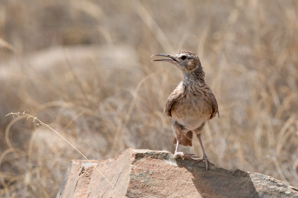 Karoo Long-billed Lark - ML636818712