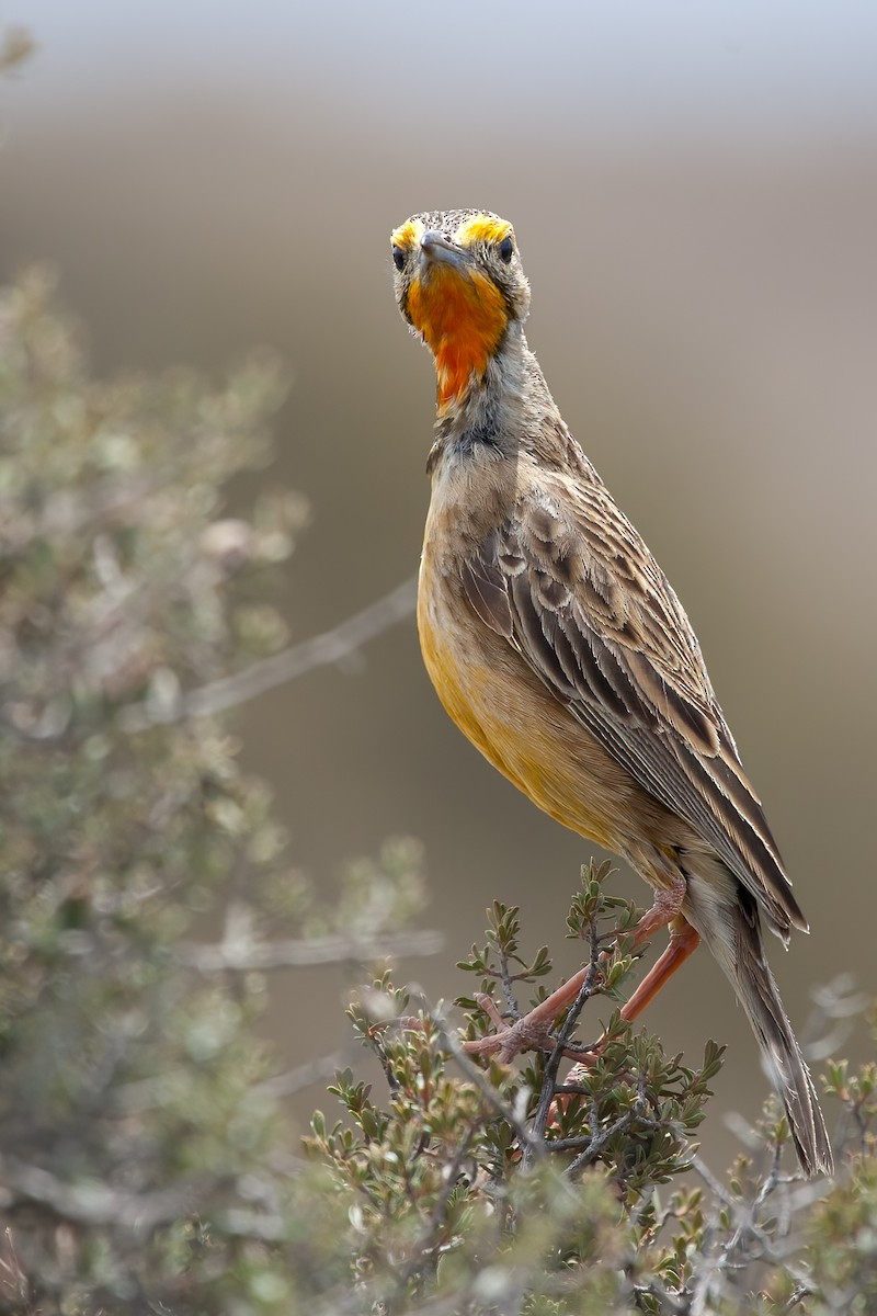 Orange-throated Longclaw - ML636818717