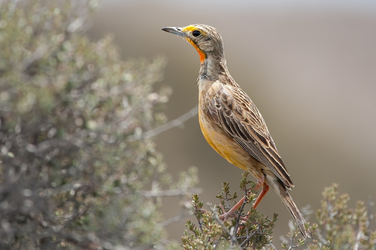Orange-throated Longclaw - ML636818718