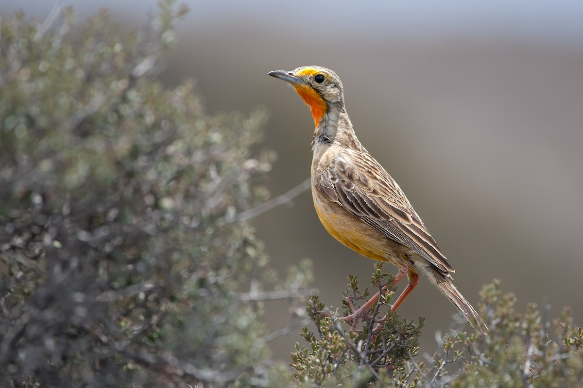 Orange-throated Longclaw - ML636818719