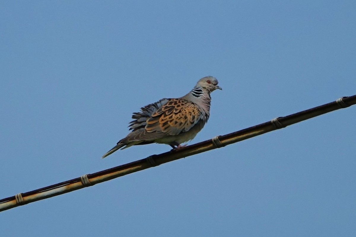 European Turtle-Dove - ML636818728