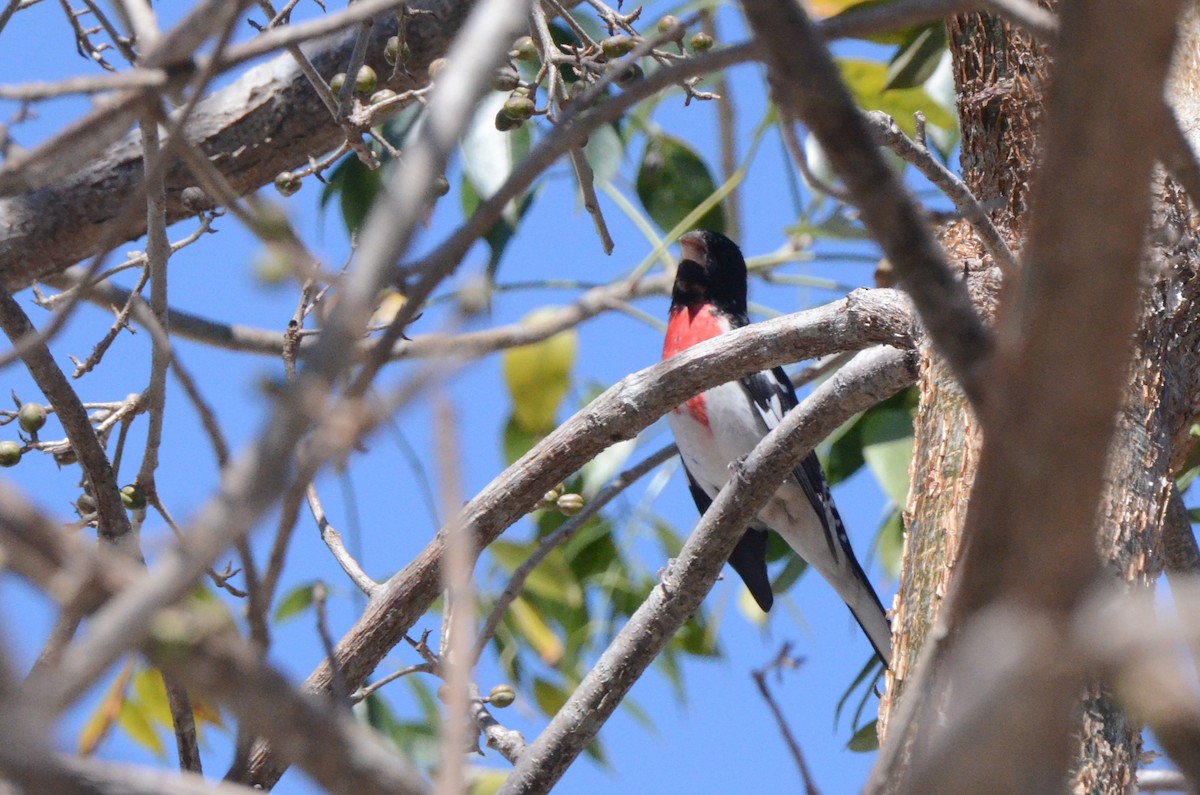 Rose-breasted Grosbeak - ML636818737