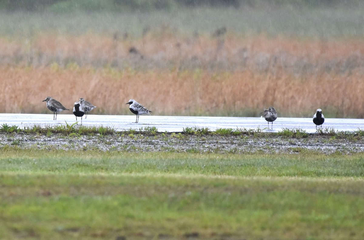 Black-bellied Plover - ML636818761