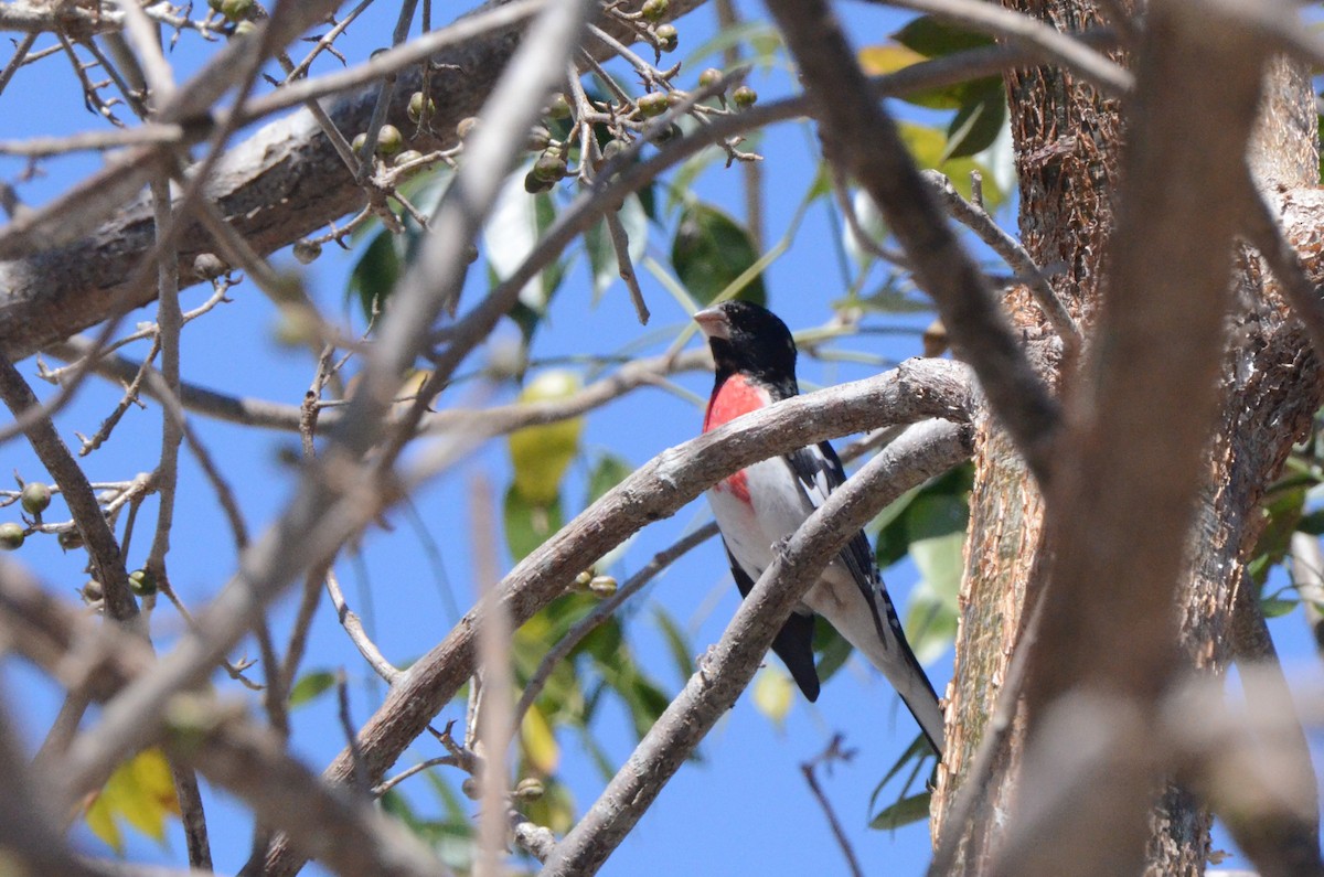 Rose-breasted Grosbeak - ML636818763