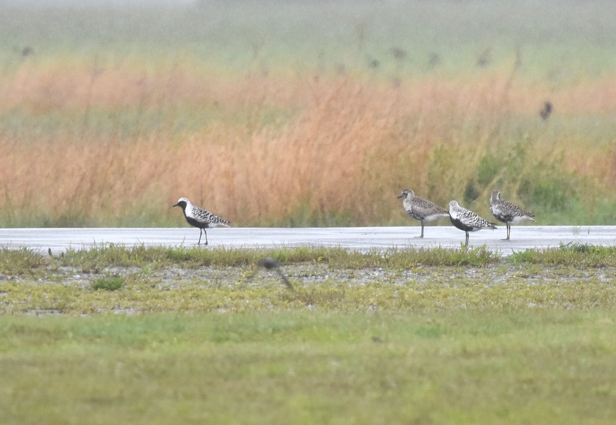 Black-bellied Plover - ML636818765