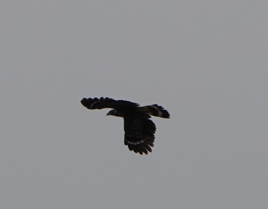 Crane Hawk - ML636818781