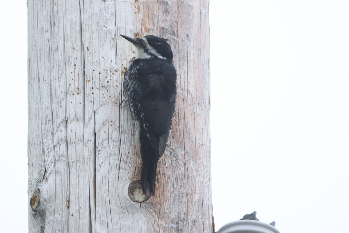 Black-backed Woodpecker - ML636818805