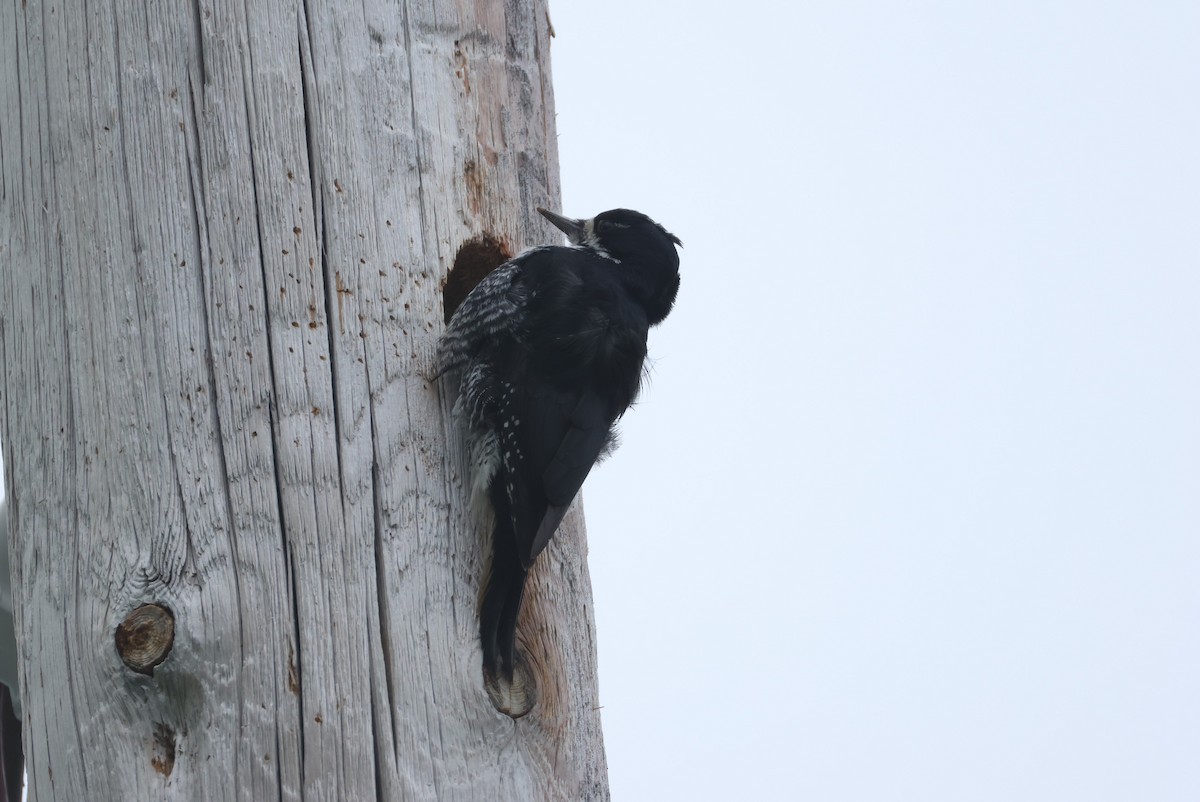 Black-backed Woodpecker - ML636818808