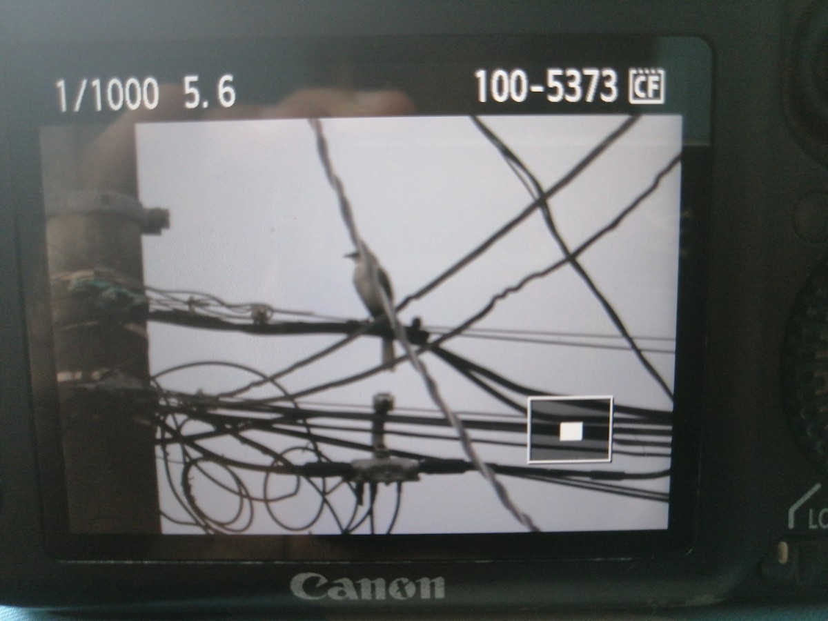 Tropenspottdrossel - ML636818929