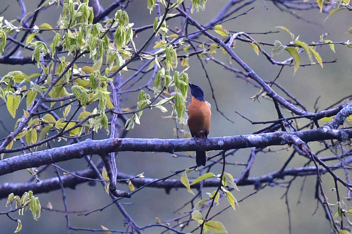 Chinese Vivid Niltava - ML636818947