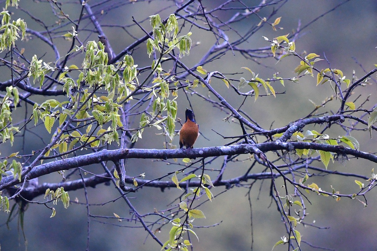 Chinese Vivid Niltava - ML636818948