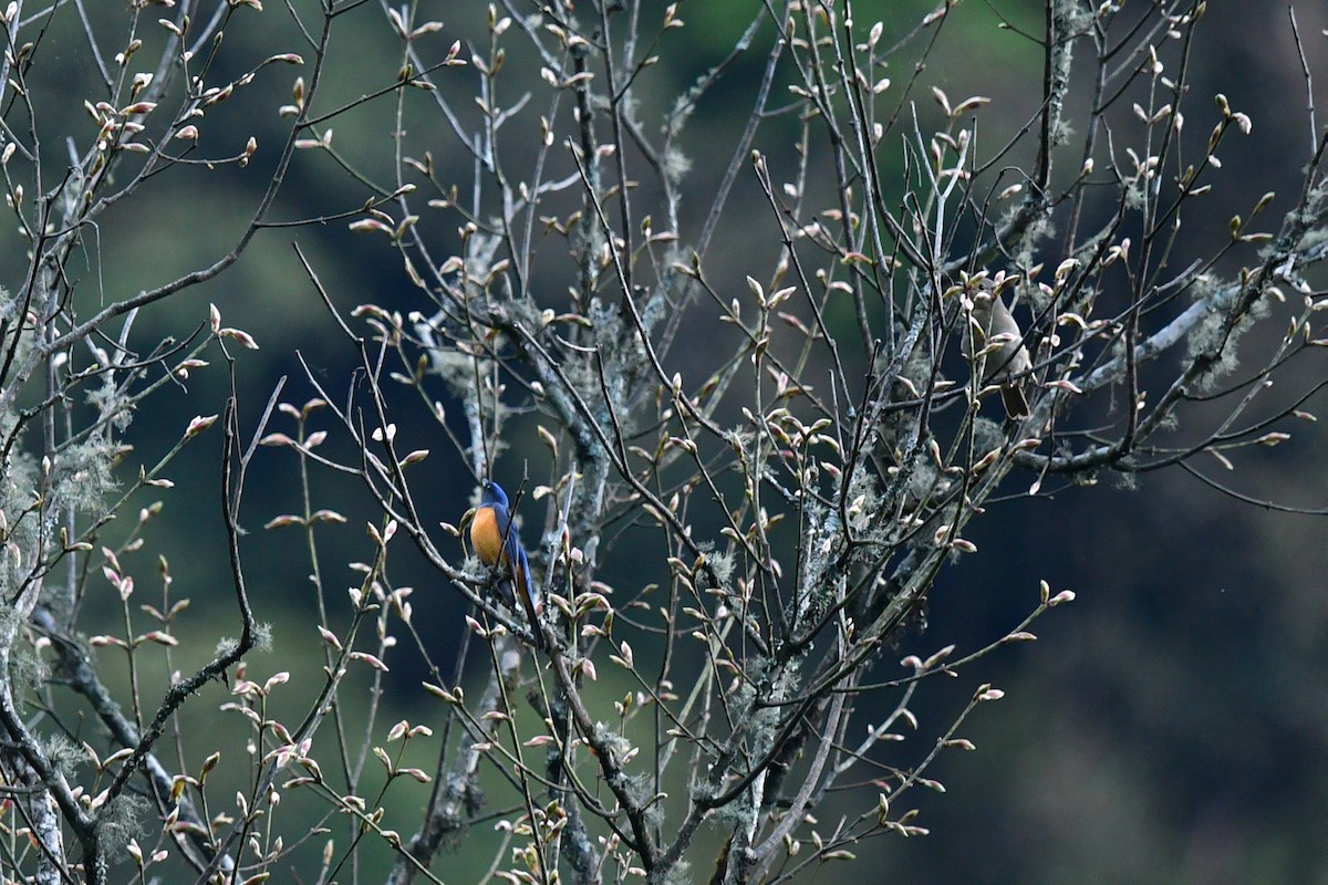 Chinese Vivid Niltava - ML636818950