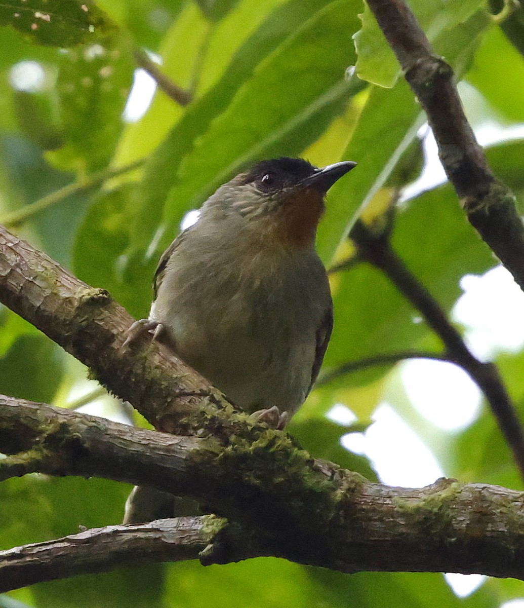 Calabarzon Babbler - ML636819024