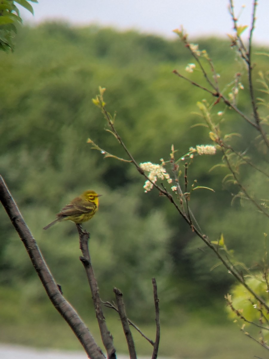 Prairie Warbler - ML636819027