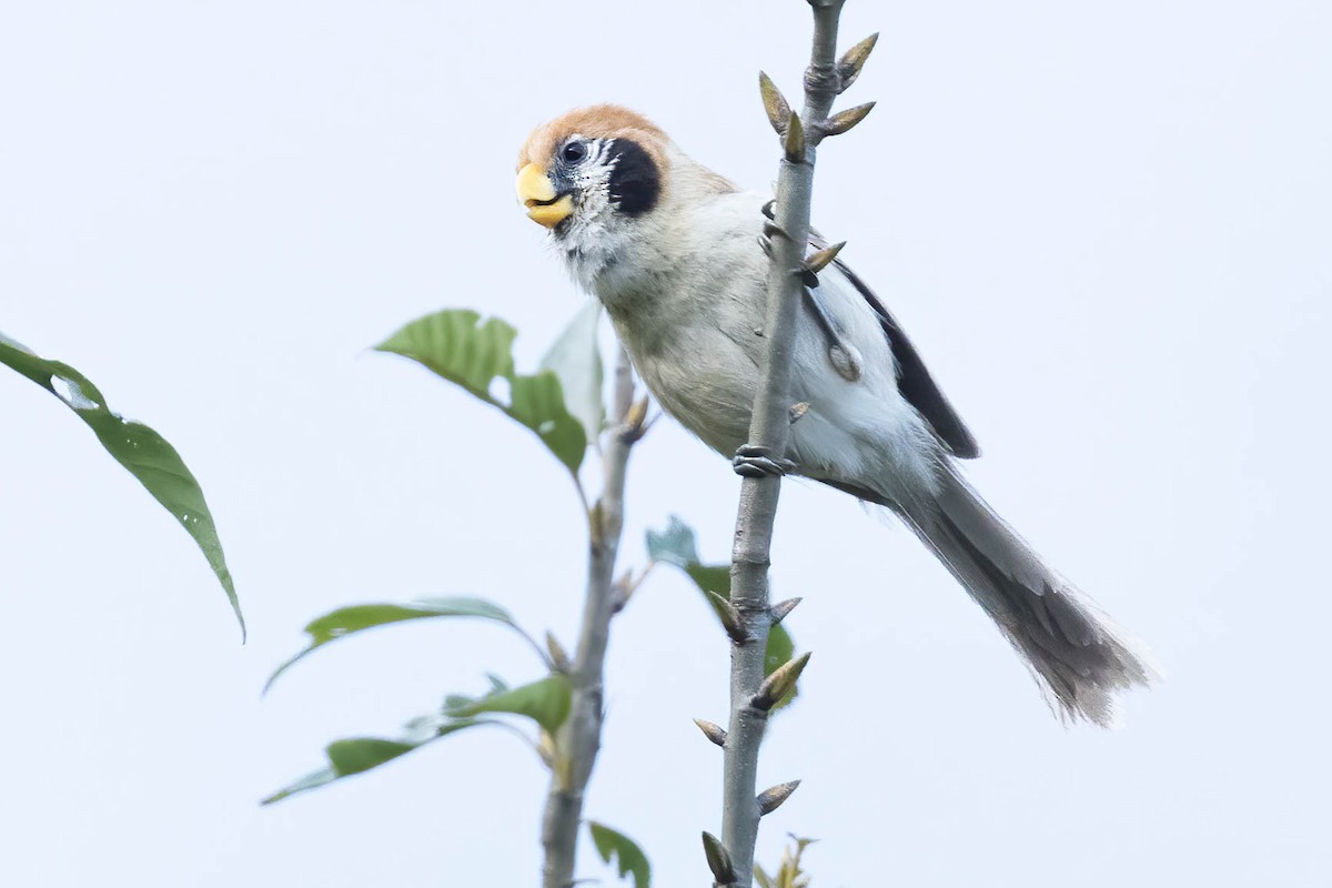 Spot-breasted Parrotbill - ML636819059
