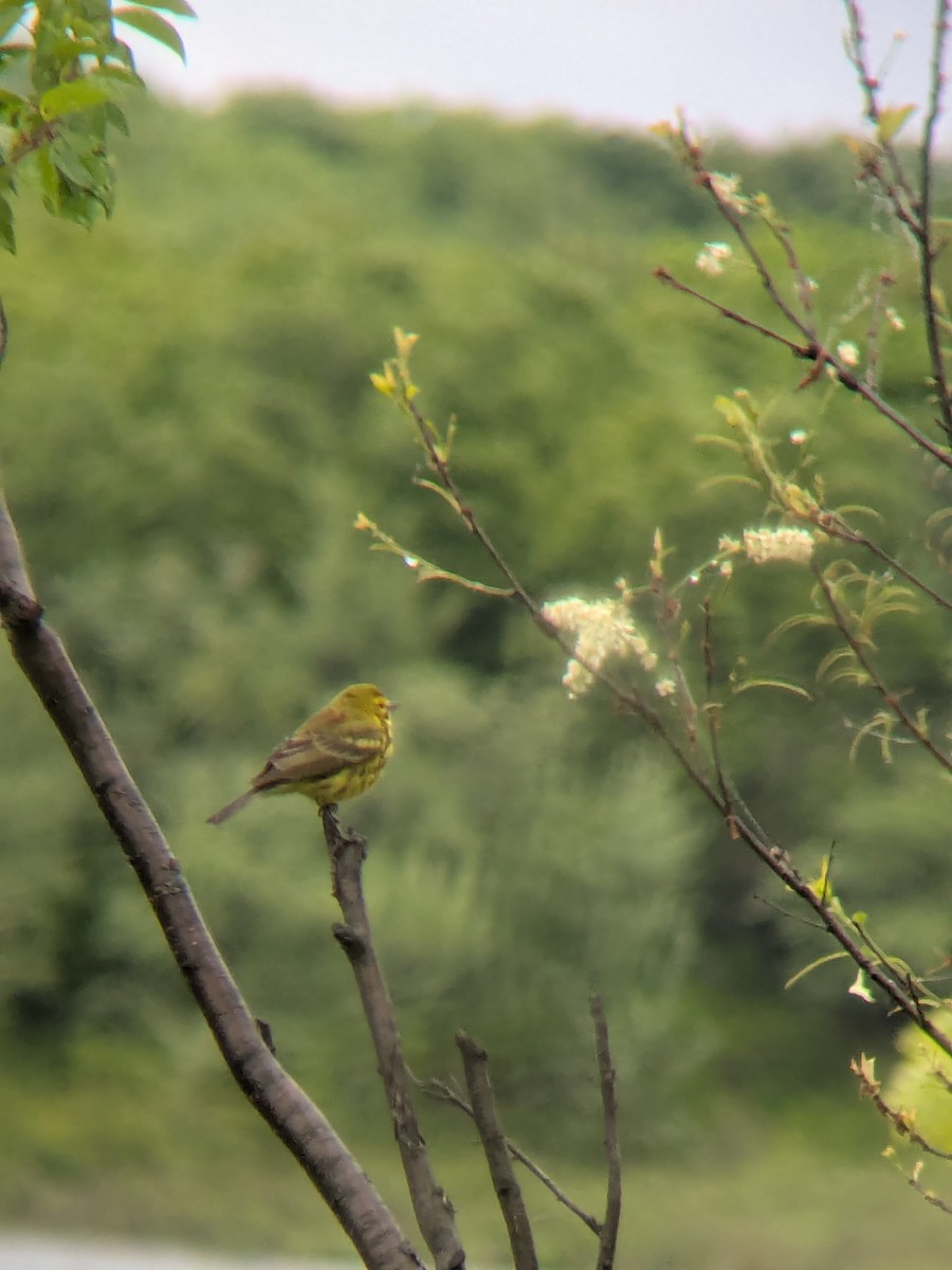 Prairie Warbler - ML636819075