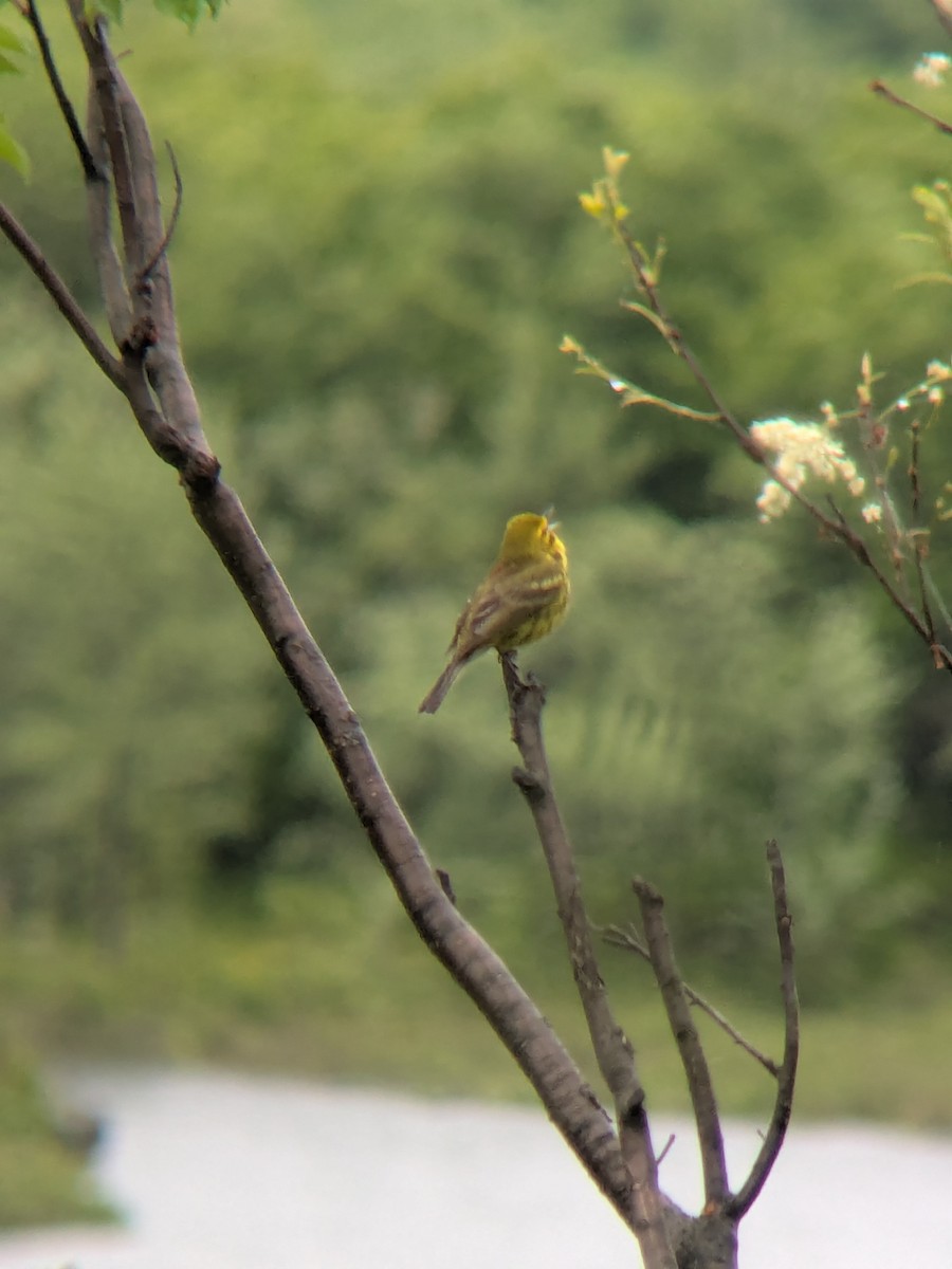 Prairie Warbler - ML636819076