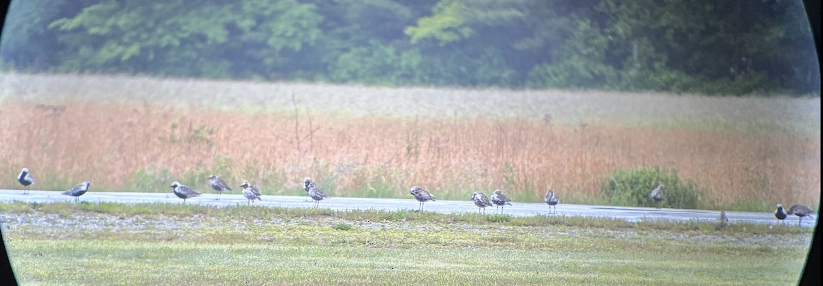 Black-bellied Plover - ML636819181