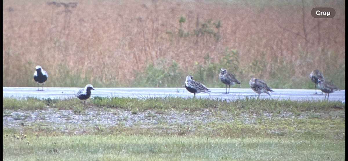 Black-bellied Plover - ML636819182