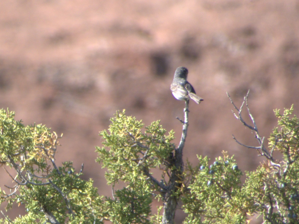 Gray Vireo - ML636819213