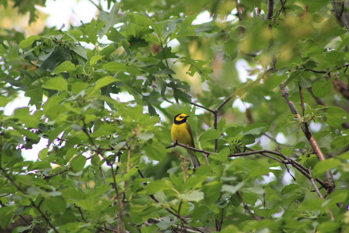 Hooded Warbler - ML636819316