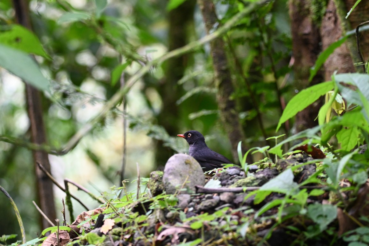 Slaty-backed Nightingale-Thrush - ML636819416
