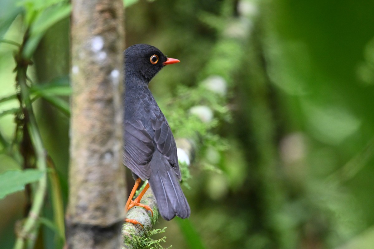 Slaty-backed Nightingale-Thrush - ML636819419