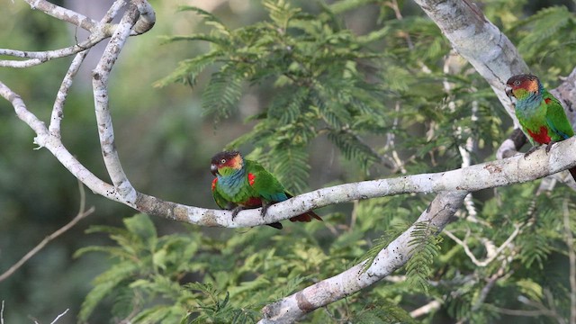 Ochre-marked Parakeet - ML636819468