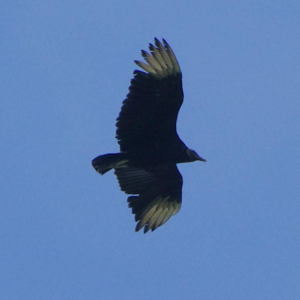 Black Vulture - ML636819545