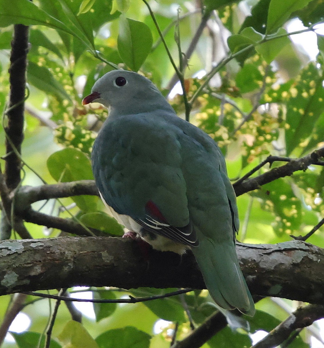 Cream-breasted Fruit-Dove - ML636819567