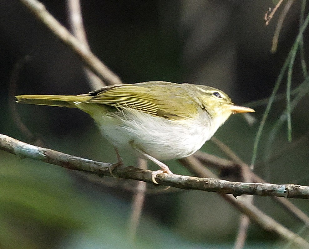 Lemon-throated Leaf Warbler - ML636819600