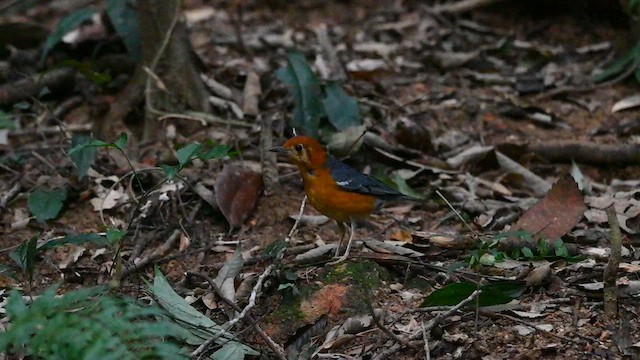 Orange-headed Thrush (Buff-throated) - ML636819670