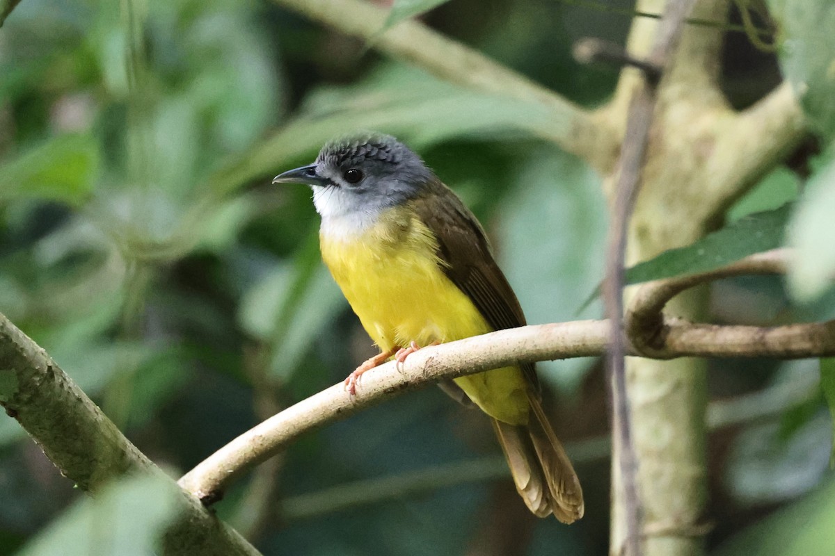 Yellow-bellied Bulbul - ML636819675